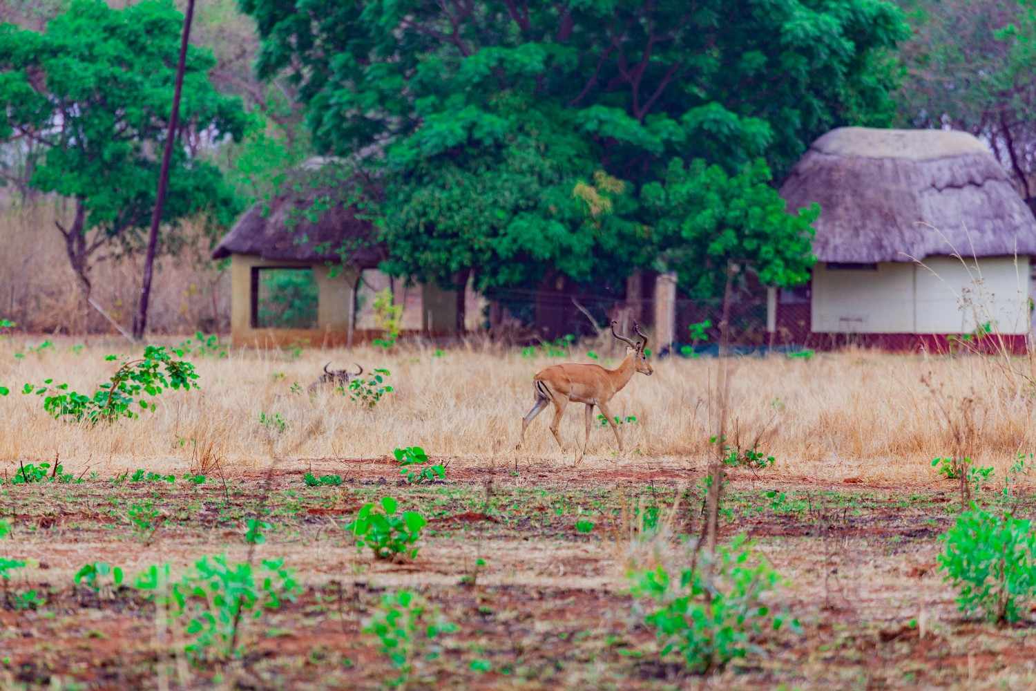 <p>Zimbabwe packages</p>