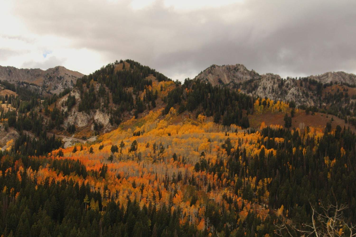 <p>Aspen packages</p>