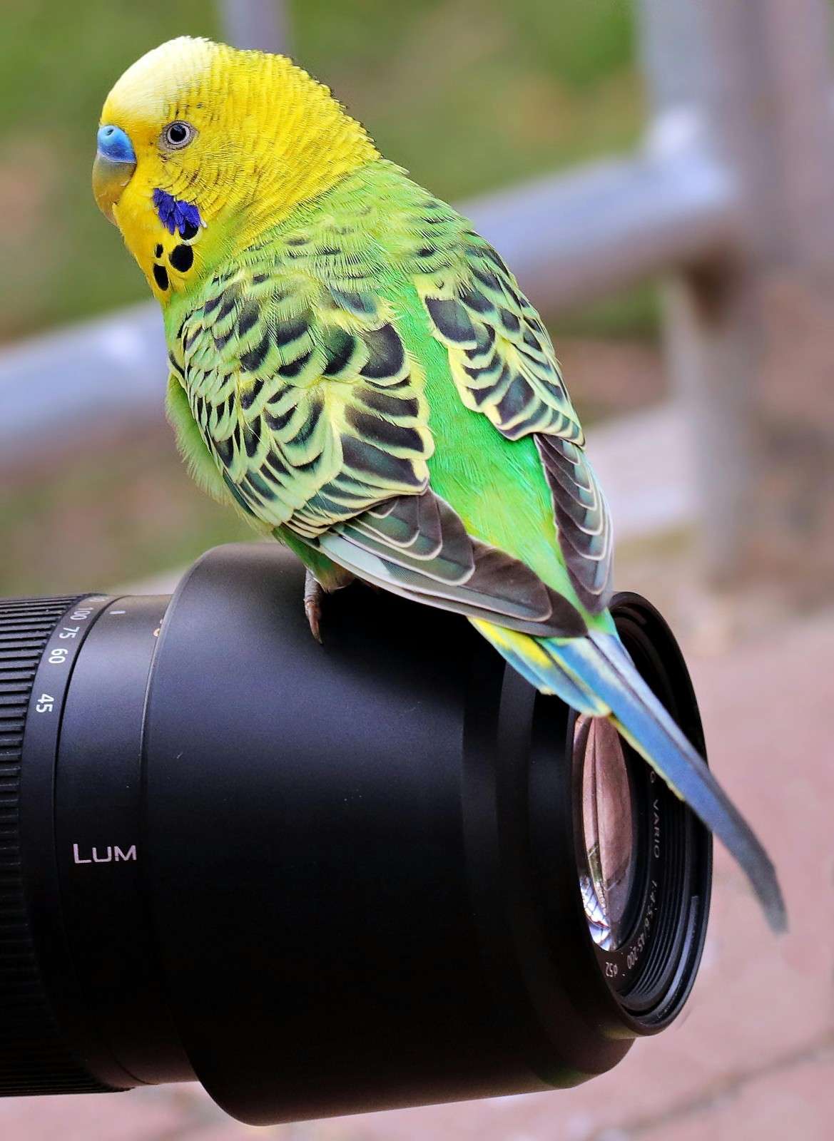 <p>Birdwatching and wildlife photography</p>
