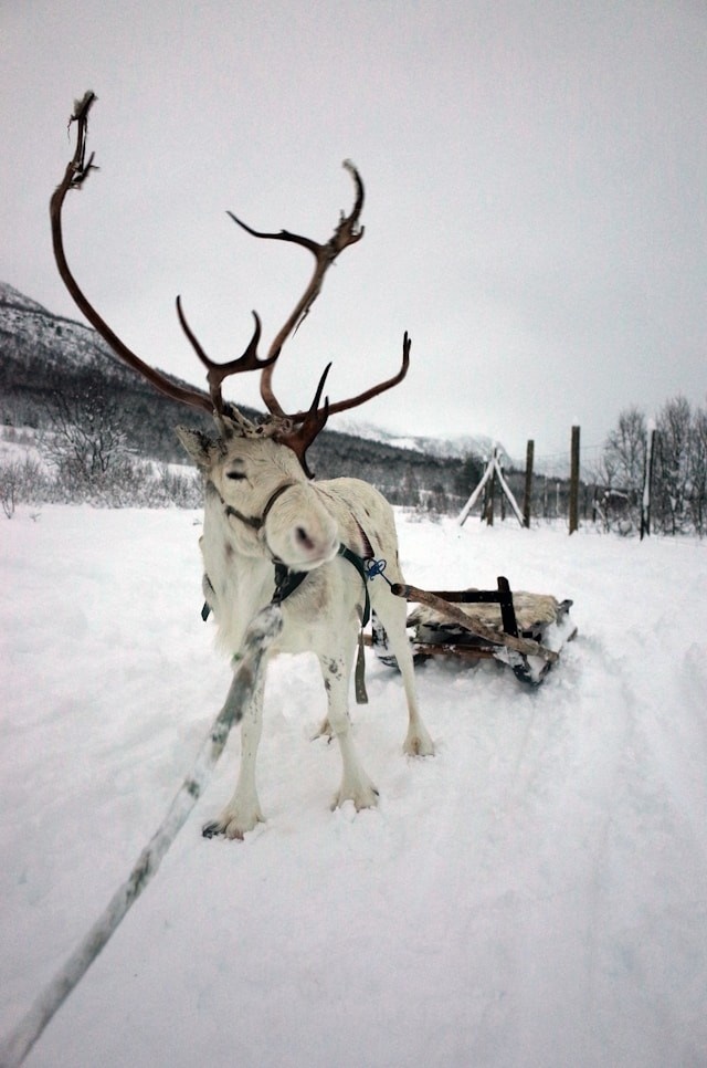 <p>Reindeer experiences</p>
